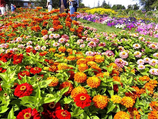 colourful flowers