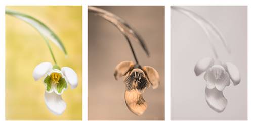 image quality comparison of a flower