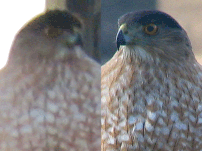 image of an eagle photo quality comparison