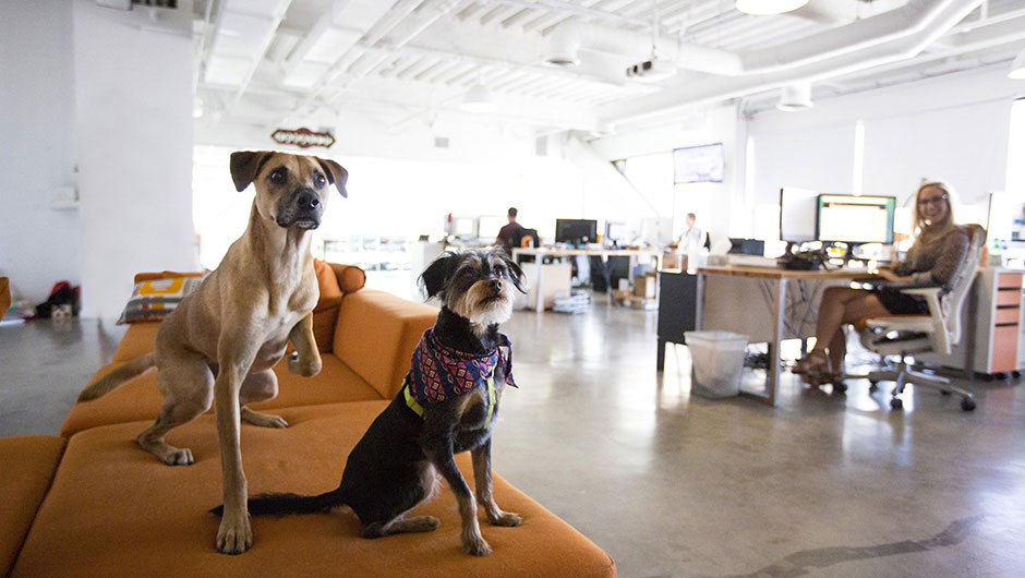 Dogs in the office increase productivity and lower stress