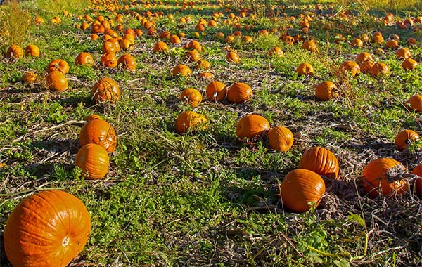 field of orange pumpkins