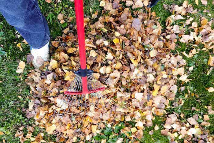 person using rake to gather dry leaves