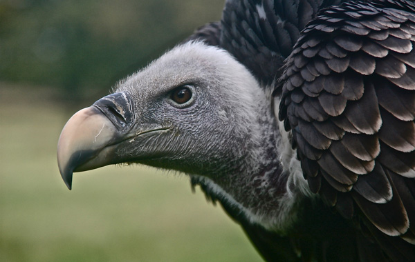 black and white vulture