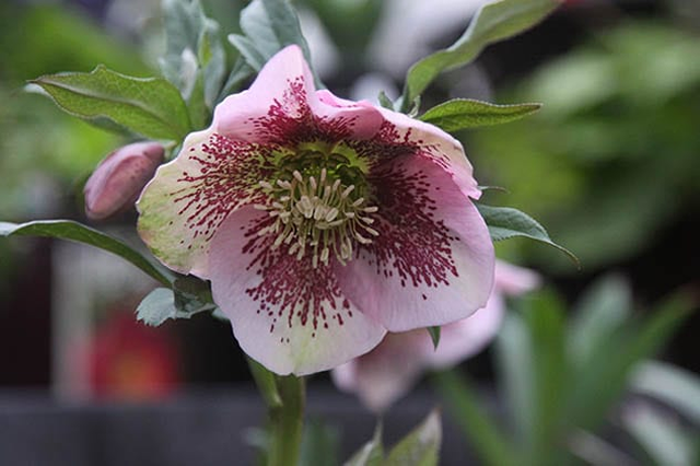 hellebore flower used to poison water sources