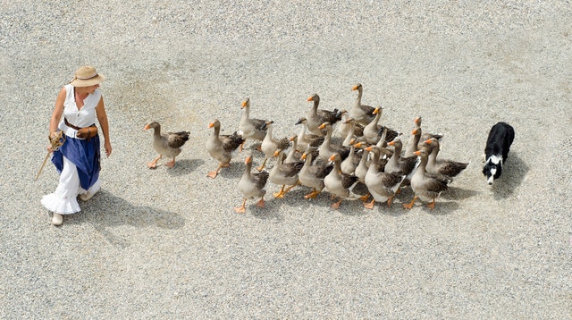 woman with ducks and dog